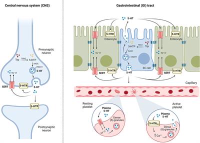 Crosstalk Between Intestinal Serotonergic System and Pattern Recognition Receptors on the Microbiota–Gut–Brain Axis